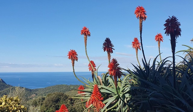 Apartment in a rustic atmosphere with sea views