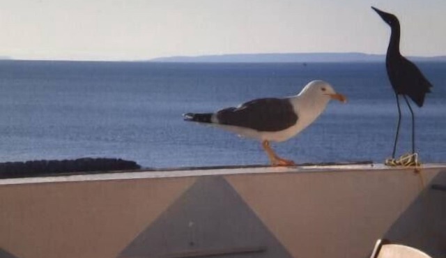 Apartment Le Goeland on the beach air conditioning+ internet+ secure parking