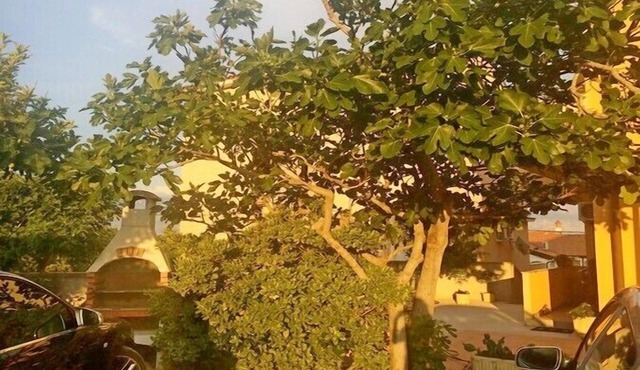 Apartment Maja, (13476), Lopar, hr