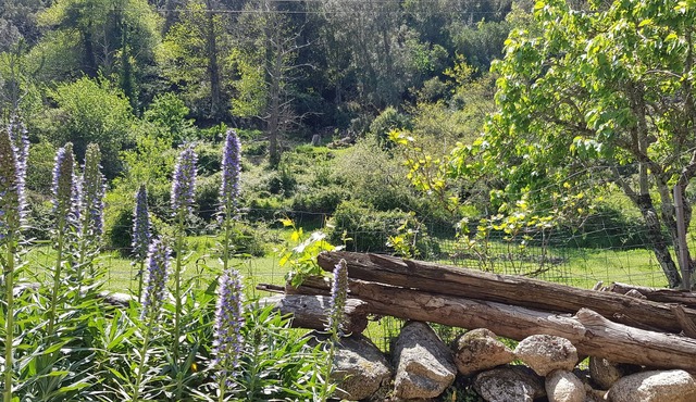 Apartment / Studio in the mountains with covered terrace for 2 people in Corsica