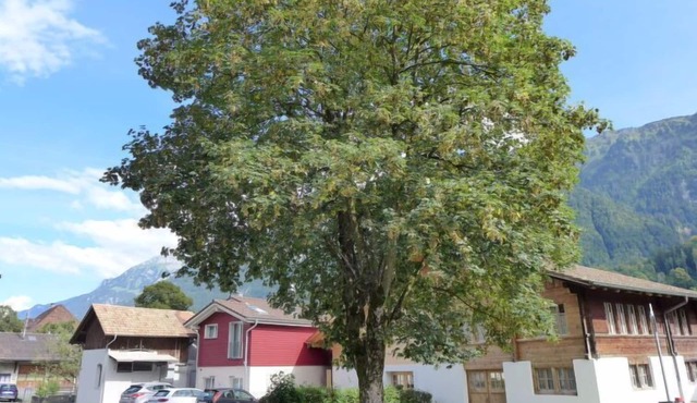 Apartment Tilia by Interhome