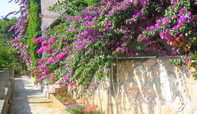 Apartments Jelka, (2109), Jelsa, hr
