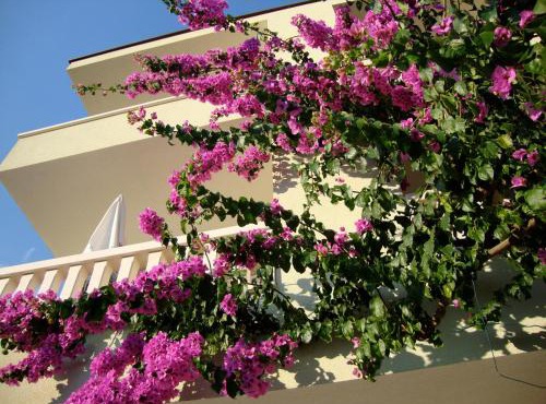 Apartments Villa Čizmić