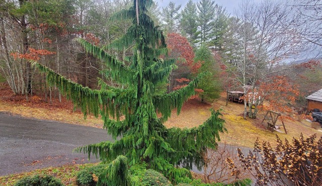 Appalachian Mountain Evergreen Retreat