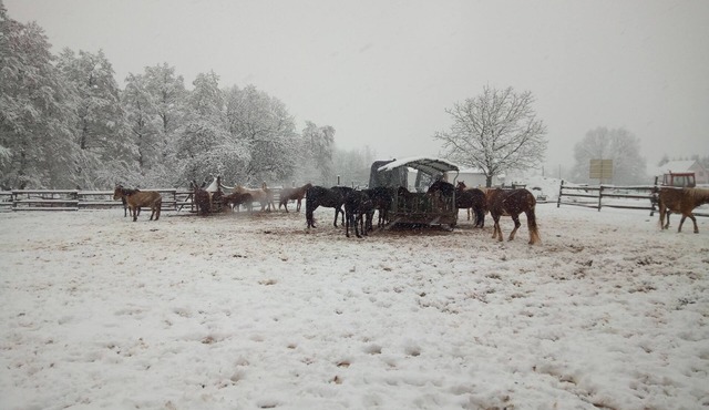 Appartement 100 m2 Dans Ferme Équestre en Activité Animaux de Compagnie Acceptés