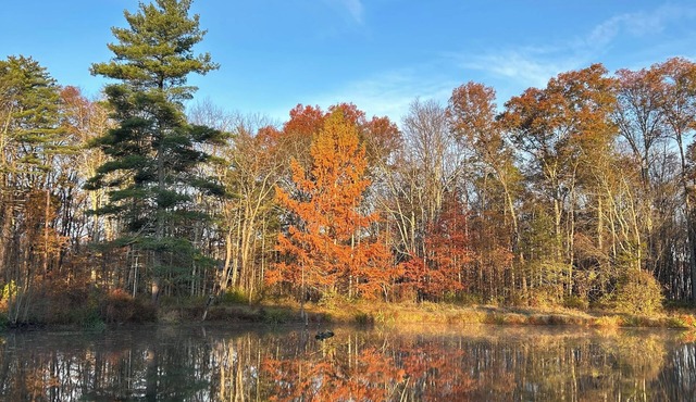Arcady on the Lake, an Enchanting 3-bedroom house with AC in Kingston