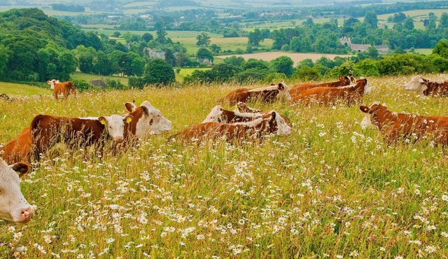 Architectural gem on an acclaimed cotswold farm /1