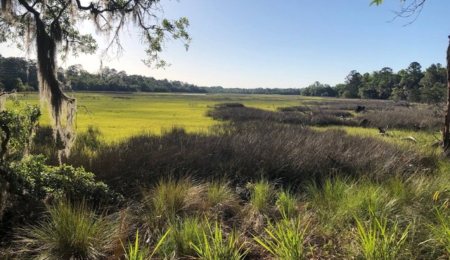 At Harris Neck & Shellman Bluff 0.5mi. Bird Nest Your perfect Nest & Marsh View