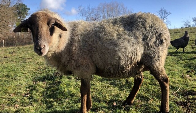 At the heart of the "Ferme de Queyron": quietude and welfare !