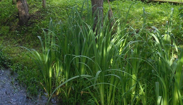 At the water wire Perigord