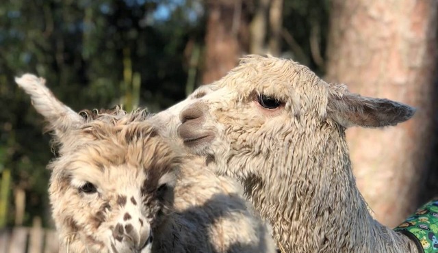 Atlanta Llama Luxury Cottage