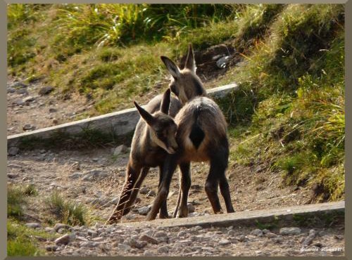 Au Petit Chamois