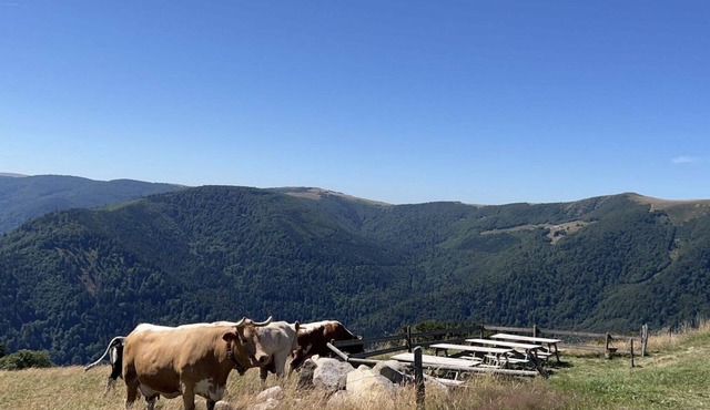 Au Petit Meuh'ster , Au Petit Meuh'ster