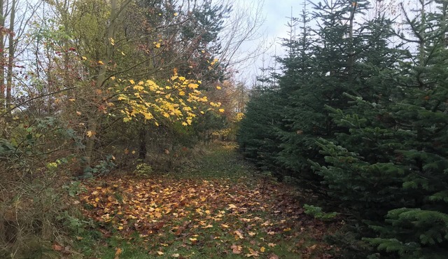 Aunt Janni's Summer Pension