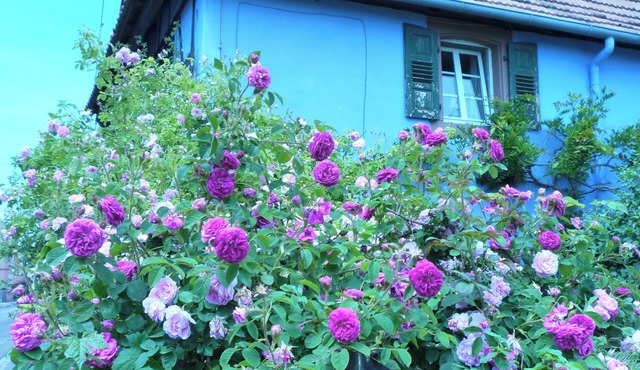 Authentic Alsatian house with magnificent garden