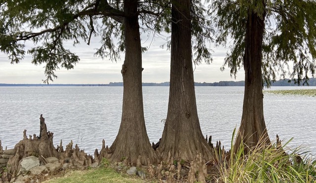 Authentic Reelfoot Retreat!