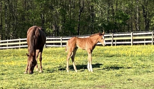 Authentic working horse farm stay! Quiet, rural, and close to nature!