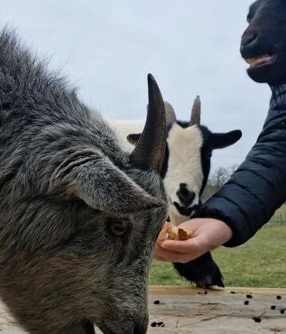 Bêêêêl campagne - Immersion authentique avec les chèvres