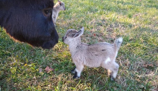 Baby Donkey + Baby Goats + Amazing Farm Stay