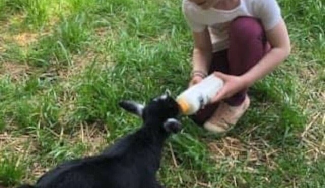Baby Donkey + Baby Goats + Farm Stay +Balcony