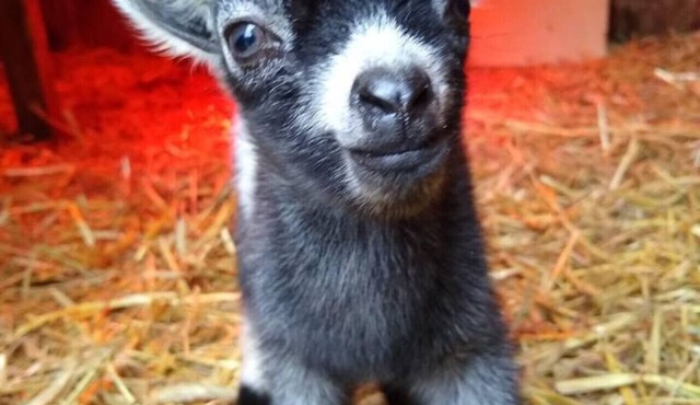 Baby Donkey + Baby Goats + Farm Stay + Parkway