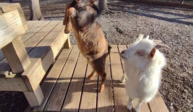 Baby Donkey + Baby Goats + Farm Stay + Balcony