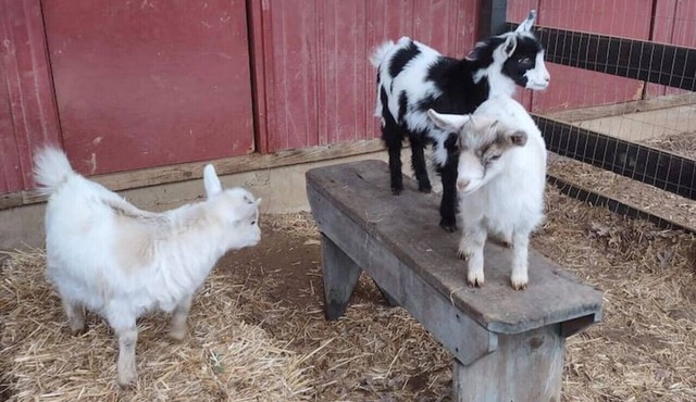 Baby Donkey + Baby Goats + Farm Stay + Parkway