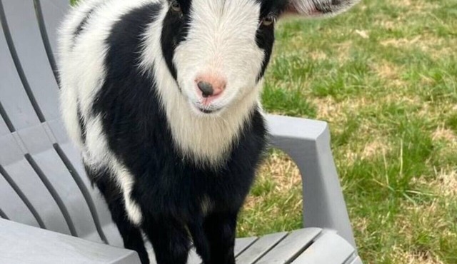 Baby Donkey + Baby Goats + Farm Stay + Parkway