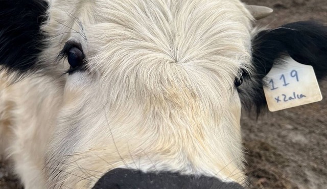 Baby goats have arrived!