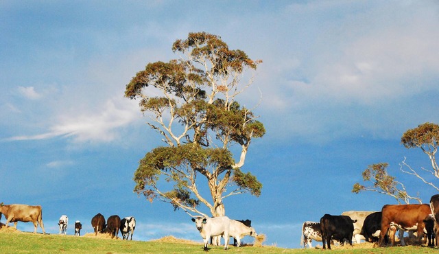 Back Valley Farmstay Bed and Breakfast