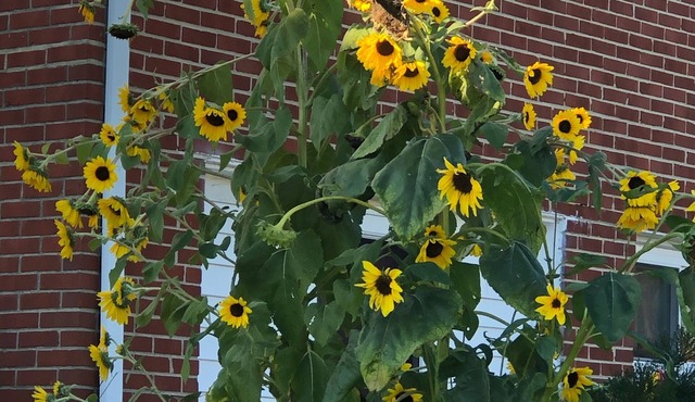 Baltimore &DC Metro Area 2 bedrooms unit in the house