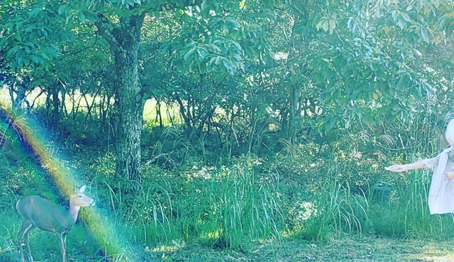 Bambi N Bear Pocono Mountaintop Retreat