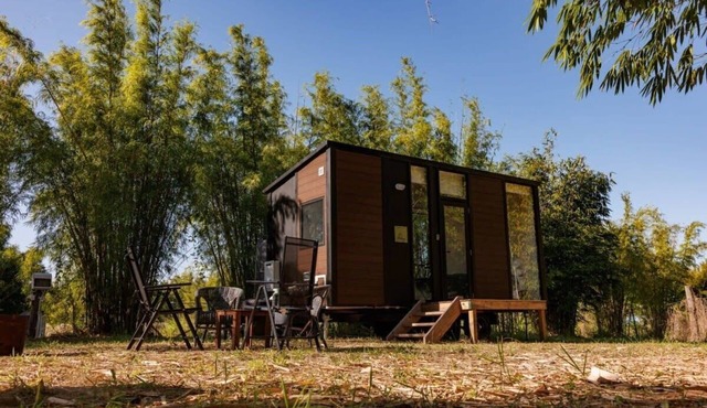 Bamboo Grove by Tiny Away