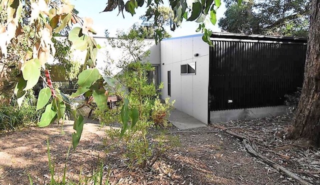 Banksias at Waratah Bay