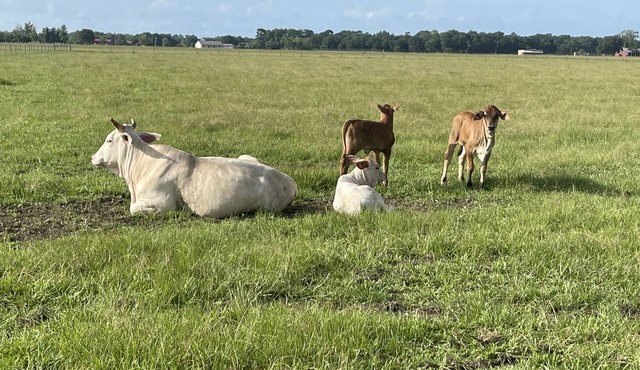 Barndominium on 40 acre farm! Long term rental close To Beaumont & Mid-County