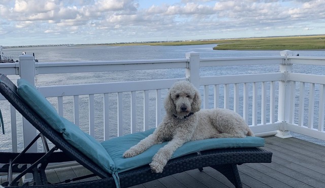 Bay, Dock, Dog friendly Home . Short walk to the beach !