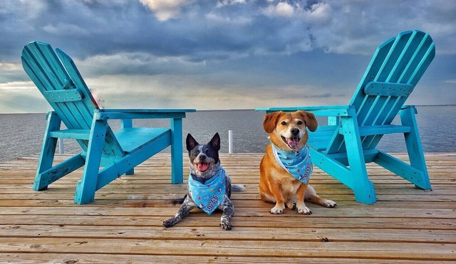 Bayfront Cottage. Private pier! Sunsets! Sunrises! 4 acres of peace and quiet!