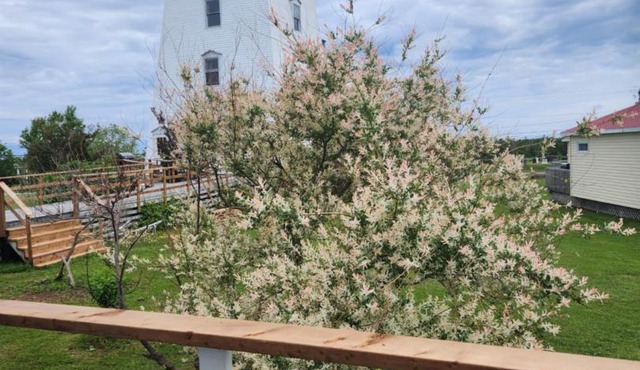 Baywatch Lighthouse Cottages & Motel