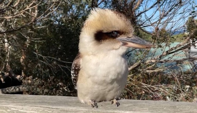 Beach and Bush - La Cabaña by the Sea Kilcunda