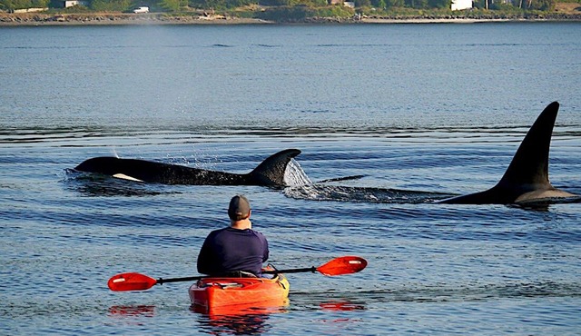 Beach Home w/King & Queen bed + Wi-Fi see Whales/Eagles Minutes to Seattle Ferry