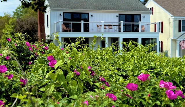 Beach Plum at Goose Rocks Beach