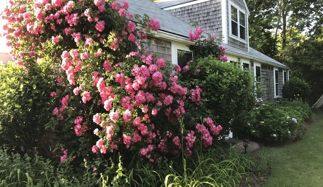 Beachfront Monomoy cottage near Town