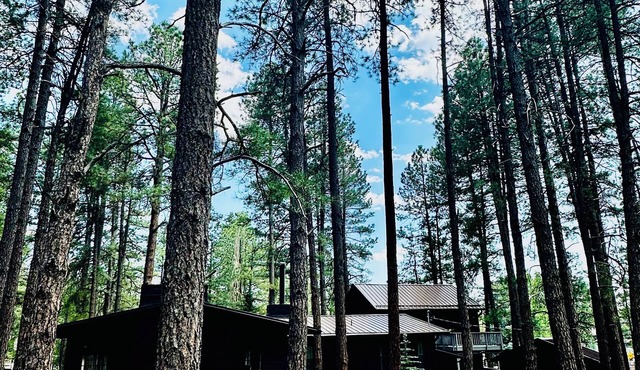 Bear Treehouse - 1.23 acres of cool pines and walking distance to fun!