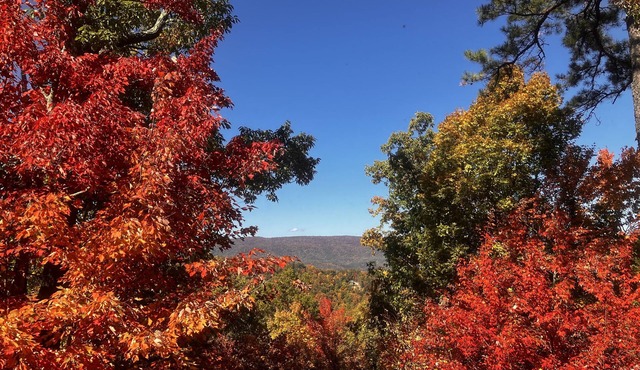 Bears Abound- a Dog-friendly, Log Cabin With Breathtaking Views