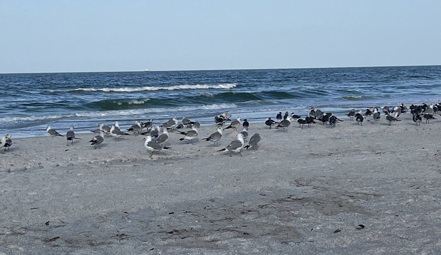 Beautiful 2BD beach house on Anna Maria Island!
