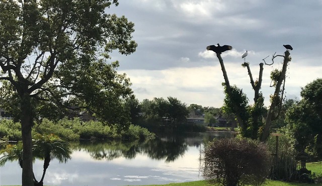 Beautiful bird sanctuary on the lake