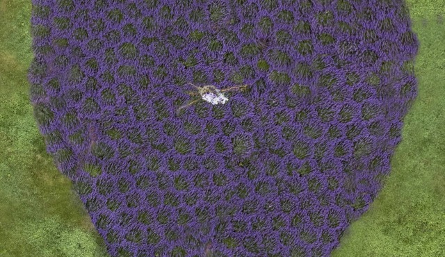 Beautiful Cottage on a Lavender Farm in the Blue Ridge Mountains