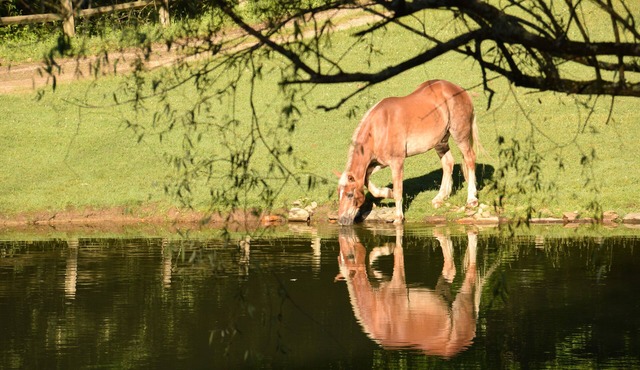 Beautiful Equestrian Estate - Rated 'Exceptional' since 2014