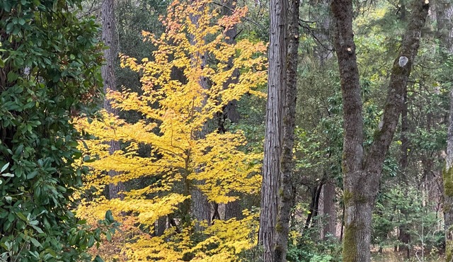 Beautiful family friendly home