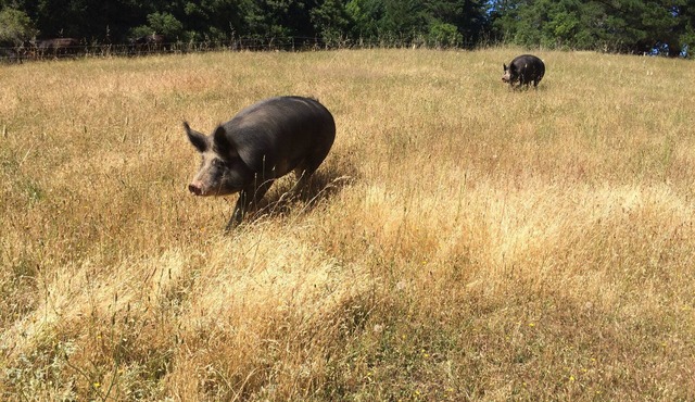 Beautiful Flat in Western Sonoma's redwood hills with hot tub, pets ok